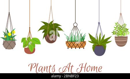 Piante verdi interne in pentole appese su appendere ornamentali mitrame hangers vettore set. Pianta appesa in pentola, decorazione illustrazione domestica Illustrazione Vettoriale