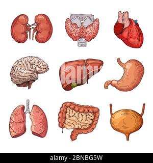 Organi interni umani. Cervello e cuore di cartone animato, fegato e reni. Parti del corpo vettoriale isolate. Illustrazione di organi umani, stomaco e fegato, cuore e anatomia interna Illustrazione Vettoriale