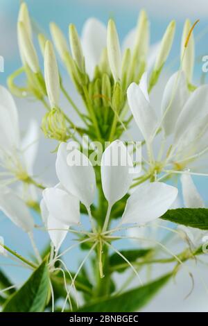 Cleome hassleriana AGM Spider fiore agosto Foto Stock