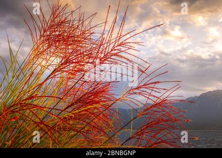 Tranquillo tramonto lago Ginevra, Svizzera con fiori di canna rossa, che brilla alla luce del sole Foto Stock