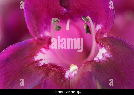 Penstemon 'Pensham Plum Jerkum' Beard lingua agosto Foto Stock