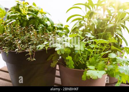 erbe di coltivazione su portico o balcone, primo piano di basilico in vaso, timo, salvia e piante di coriandolo Foto Stock