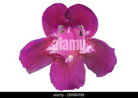 Penstemon 'Pensham Plum Jerkum' Beard lingua agosto Foto Stock