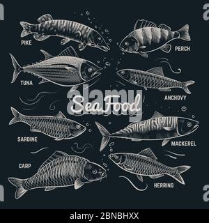 Schizzi pesce pesce. Aringhe, trote, passera, carpa, tonno, spratto raccolta vettoriale di pesci disegnati a mano in stile vintage. Banner menu pesce di mare, aringhe e carpe, sardine e acciughe illustrazione Illustrazione Vettoriale