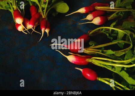 ravanello su sfondo blu disposto in gruppi Foto Stock