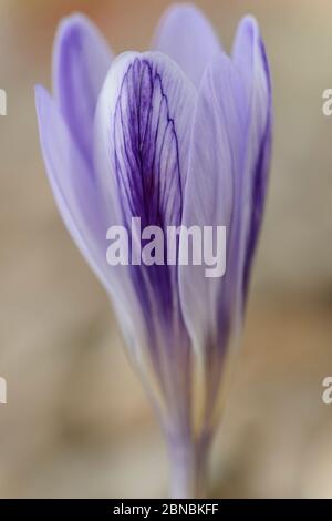 Crocus cancellatus sottospecie cancellatus Autunno fioritura croco settembre Foto Stock