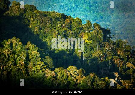 Luce serale sulla lussureggiante foresta pluviale di Cerro Pirre nel parco nazionale di Darien, provincia di Darien, Repubblica di Panama, America Centrale. Foto Stock