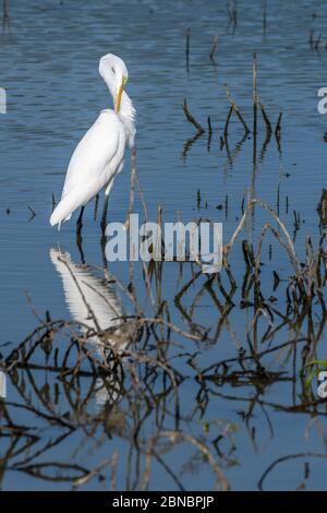 Wading non-allevamento, Grande egret con il suo riflesso e collo arcuato sta predendo le sue piume in uno stagno di acqua dolce nel Queensland del Nord, Australia. Foto Stock