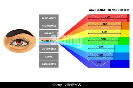 Spettro luminoso visibile. Lunghezza delle onde di colore percepita dall'occhio umano. Onde elettromagnetiche arcobaleno. Diagramma fisico della scuola didattica. Schema nanometro, illustrazione dello spettro elettromagnetico dei raggi Illustrazione Vettoriale
