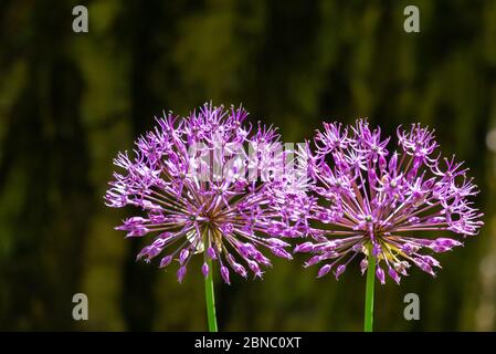 Fiore viola organico archetto decorativo, primo piano su sfondo erba, Allium rosenbachianum Foto Stock