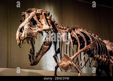 Tyrannosaurus Rex scheletro fossile al Museo di Storia Naturale di Milano. T-rex è uno dei più grandi dinosauri carnivori della terra Foto Stock