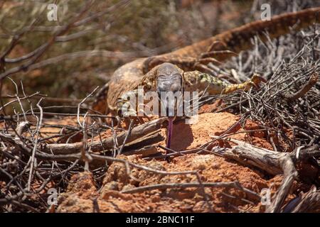 Closeup di una goanna di sabbia con la sua lingua fuori strisciando sulle rocce sotto la luce del sole di giorno Foto Stock