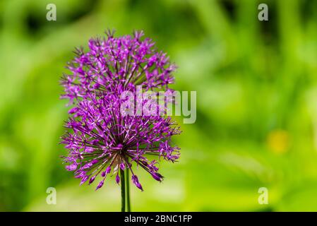 Fiore viola organico archetto decorativo, primo piano su sfondo erba, Allium rosenbachianum Foto Stock