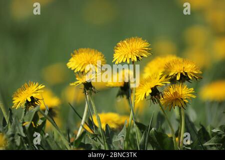 Sfondo estivo - campo verde con i dandelioni in fiore giallo. Bellissimo campo con fiori. Foto Stock