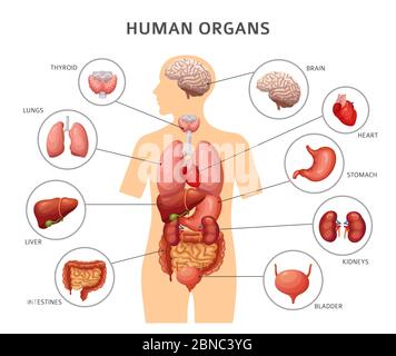 Organi interni del corpo umano. Stomaco e polmoni, reni e cuore, cervello e fegato. Infografiche vettoriali di anatomia medica. Corpo di umano, fegato e cervello, cuore e organi interni illustrazione Illustrazione Vettoriale