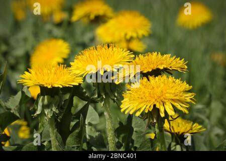 Sfondo estivo - campo verde con i dandelioni in fiore giallo. Bellissimo campo con fiori. Foto Stock