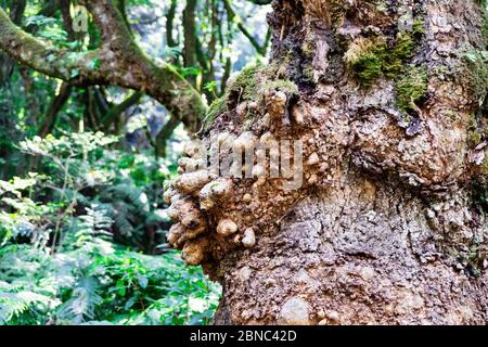 Colpo di primo piano di un vecchio tronco di albero parzialmente coperto con muschio Foto Stock