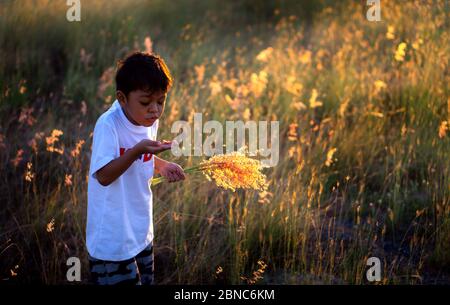 Un ragazzo asiatico che soffia fiori d'erba la sera al tramonto. Foto Stock