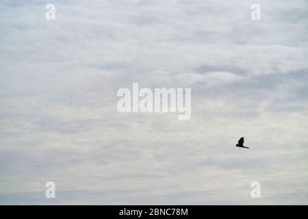 Kestel, Falco tinnunculus, hovering. Foto Stock