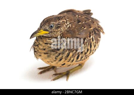 Un Buttonquail maschio barrato o un comune bustard-quail (sucitatore Turnix) isolato su sfondo bianco Foto Stock