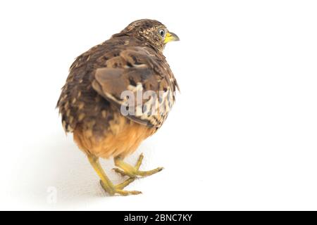 Un Buttonquail maschio barrato o un comune bustard-quail (sucitatore Turnix) isolato su sfondo bianco Foto Stock