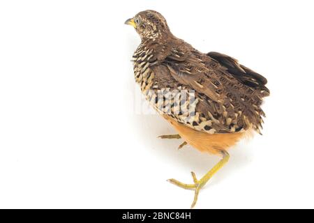 Un Buttonquail maschio barrato o un comune bustard-quail (sucitatore Turnix) isolato su sfondo bianco Foto Stock