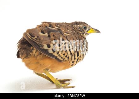 Un Buttonquail maschio barrato o un comune bustard-quail (sucitatore Turnix) isolato su sfondo bianco Foto Stock