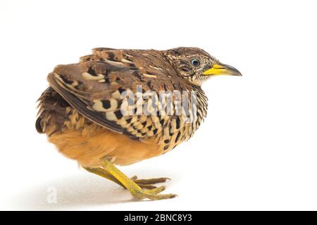 Un Buttonquail maschio barrato o un comune bustard-quail (sucitatore Turnix) isolato su sfondo bianco Foto Stock