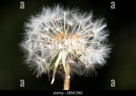 Macro primo piano di una singola testa di mare comune di dente di leone (Taraxacum officinale) isolato all'aperto in giardino, sfondo scuro. Foto Stock