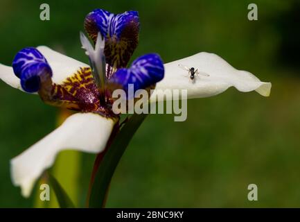 Bella Neomarica gracilis fiorito in primavera, fiore che fiorisce solo un giorno, poi muore nove pic Foto Stock