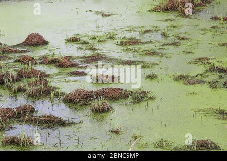 Palude con dossi, erba e fango verde. Anatre sulla superficie dell'acqua. Stagno sopravcrescita. Carote con rane. Pericoloso bog bagnato. Foto Stock