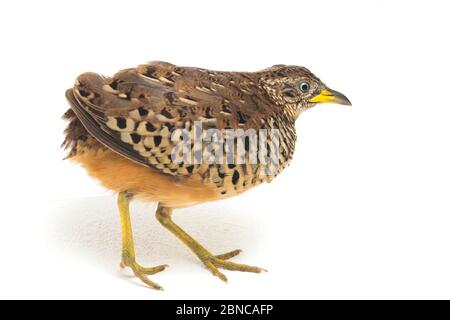 Un Buttonquail maschio barrato o un comune bustard-quail (sucitatore Turnix) isolato su sfondo bianco Foto Stock