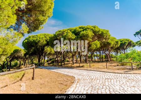 Percorso lastricato con ringhiere in legno nella bellissima pineta meridionale, Quinta do Lago, Algarve, Portogallo meridionale Foto Stock