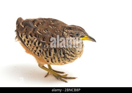 Un Buttonquail maschio barrato o un comune bustard-quail (sucitatore Turnix) isolato su sfondo bianco Foto Stock