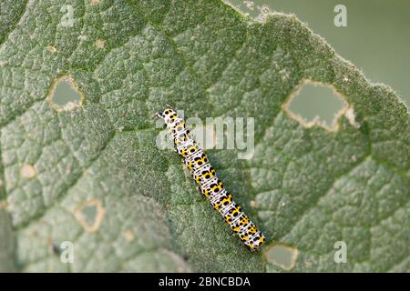 un bruco di falena di mulleina (Cucullia verbasci) sulla foglia di una mulleina (Verbascum) Foto Stock