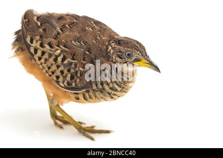 Un Buttonquail maschio barrato o un comune bustard-quail (sucitatore Turnix) isolato su sfondo bianco Foto Stock