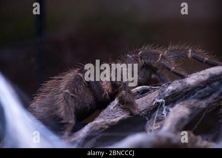 Tarantula con gambe pelose in primo piano. Ragno nero poggia su ramo su sfondo naturale, fuoco selettivo. Brachypelma albopilosum strisci su albero. Concetto di vita selvaggia e di arachnofobia. Foto Stock