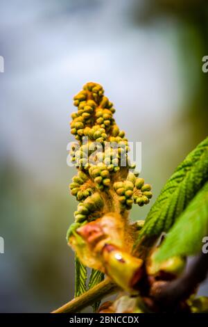 Cavallo castagno fiore germoglio in primavera Foto Stock