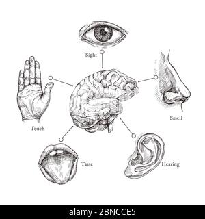 Cinque sensi umani. Disegnare bocca e occhio, naso e orecchio, mano e cervello. Insieme vettoriale della parte del corpo del Doodle. Illustrazione di organi umani, naso e orecchie, occhio e bocca Illustrazione Vettoriale