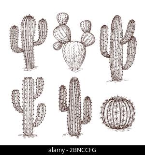 Schizzo del cactus. Cactus desertici disegnati a mano. Serie vettoriale di piante messicane d'epoca. Collezione di cactus deserti, incisione di cactus tropicali illustrazione Illustrazione Vettoriale