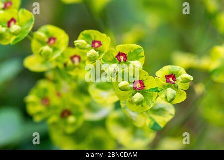 Lo sprite di Martin 'Ascot Rainbow' (Euphorbia × martini 'Ascot Rainbow') Foto Stock