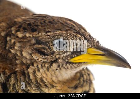 Un Buttonquail maschio barrato o un comune bustard-quail (sucitatore Turnix) isolato su sfondo bianco Foto Stock