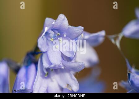 I fiori di un bluebell ibrido (Hyacintoides x massartiana) un incrocio tra il bluebell comune (H. non-scripta) e il bluebell spagnolo (H. hispan) Foto Stock