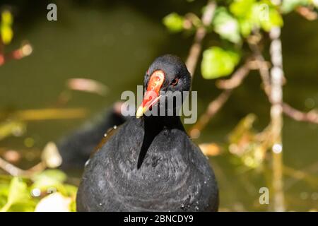 Moorhen (gallinula cloropus) ritratto che mostra dettagli di piumaggio in un lago naturale Foto Stock