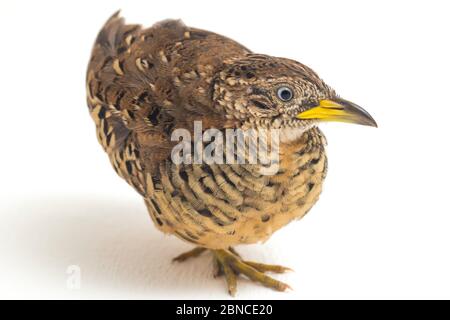 Un Buttonquail maschio barrato o un comune bustard-quail (sucitatore Turnix) isolato su sfondo bianco Foto Stock