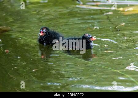 Molto giovane Moorhen (gallinula cloropus) pulcini nuotare in un lago circondato da canne Foto Stock