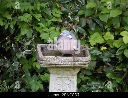 Biggin Hill, Kent, UK, 14 maggio 2020, UN grande piccione si alza in guardia alla ricerca di gatti o altri animali in preda in un bagno di uccelli in un giardino locale. Gli uccelli possono essere sentiti più chiaramente con il rumore di traffico costante da quando Lockdown è iniziato indietro in March.Credit: Keith Larby/Alamy Live News Foto Stock