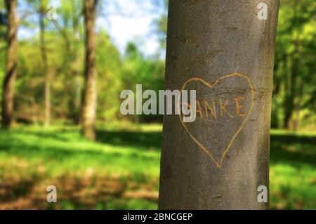 Cuore tagliato nella corteccia di un albero, Baviera, Germania, Europa Foto Stock