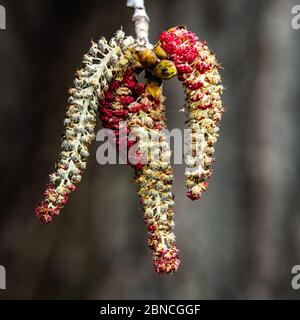 Catkins di pioppo in primavera Foto Stock