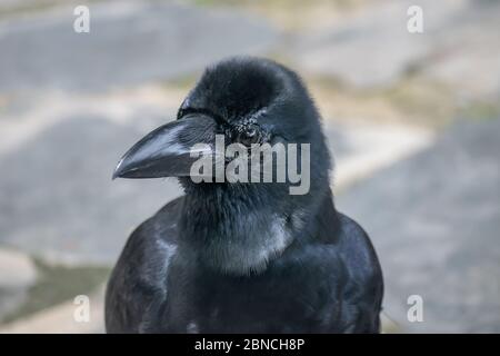 Corvo, un uccello del genere Corvus, o più in generale un sinonimo per tutto Corvus, all'aperto del parco pubblico, Bangkok, Thailandia Foto Stock